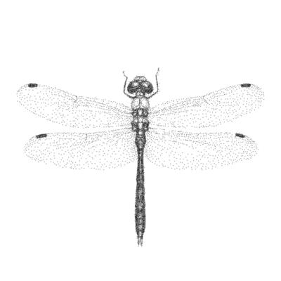 Black and white drawing of a dragonfly, detailed. Retro pop art stipple sketch, paper photocopy texture, threshold.