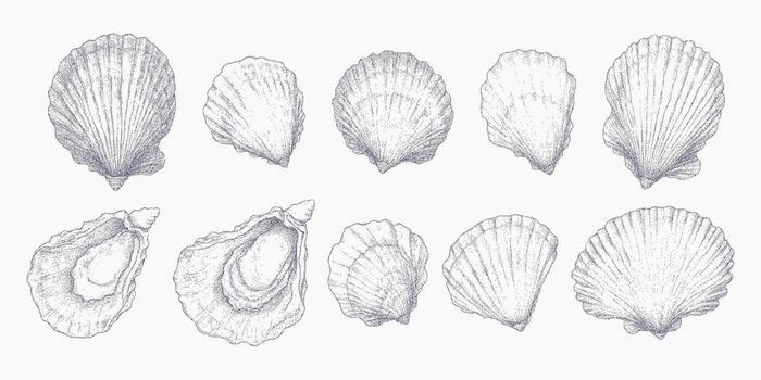 Set of shells, stipple sketch with gritty halftone dots, rough photocopy noise and threshold, retro prints. vector