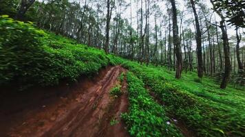 A lush green forest path surrounded by tall trees and dense foliage, creating a serene and tranquil atmosphere. The ground is slightly muddy, indicating recent rain. video