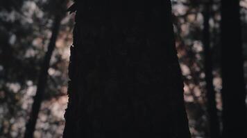 Sun Shining Brightly From Behind a Large Tree Trunk in a Forest video