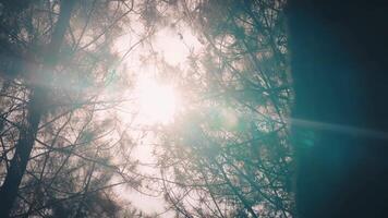 Bright Sunlight and Lens Flare Through the Forest Canopy video