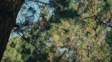 Lush Green Pine Tree Branches Against a Clear Blue Sky video