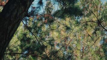 Natural Background of Pine Tree Foliage in the Wind video