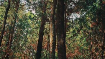 Calm Scenery of Sunlit Pine Tree Trunks in a Forest video