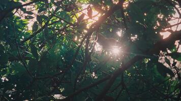 Cinematic Sun Flare Shining Through a Dense Forest Canopy video