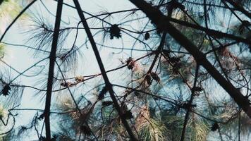 Pine Cones on Silhouetted Branches Against a Bright Sky video