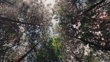 Low Angle View of a Forest Canopy Against a Bright Sky video