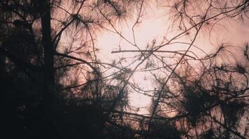 Sunset Sky Seen Through Silhouetted Pine Tree Branches video