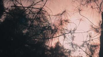 Silhouette of Pine Tree Branches Against a Warm Sunset Sky video