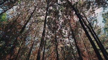A low-angle shot looking directly up at the canopy of a dense pine forest. The tall, straight trunks create a powerful and immersive natural pattern against the bright sky, perfect for background use. video