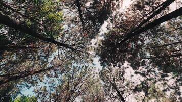 Low Angle View of Pine Forest Canopy with Sun Flare video