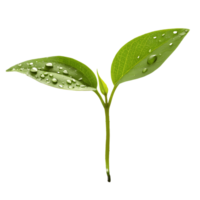 Fresh Sprout with Dew Drops New Life, Growth, and Renewal Transparent Background png