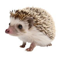 Adorable Hedgehog Portrait Close Up of a Cute African Pygmy Hedgehog Transparent Background png
