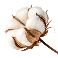 Close up of Natural Cotton Flower White Fluffy Fibers and Brown Dried Petals for Textile and Agriculture Concepts Transparent Background png