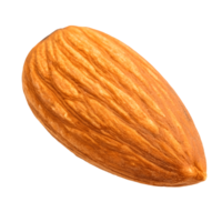 Close up of Single Brown Almond Nut Healthy Eating, Snack, and Ingredient Transparent Background png