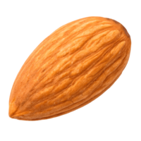 Single Raw Almond Nut Isolated , Close Up Macro Shot, Healthy Food Ingredient, Natural Source of Energy and Nutrition Transparent Background png