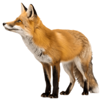 Alert Red Fox Standing Tall Wildlife Portrait in Natural Light, Crisp Details, Wilderness, Focused Gaze, Conservation, Animal Photography Transparent Background png
