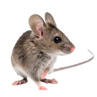 Close Up of Curious Wild Mouse, Detailed Fur and Whiskers, , Rodent Pest Wildlife Transparent Background png