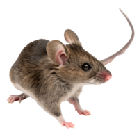 Alert Brown Mouse Standing , Cute Rodent Posing for a Studio Shot, Pest Control Image Transparent Background png