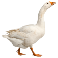 Majestic White Goose Strutting Freely Poultry Bird with Orange Beak and Legs in Natural Isolated Environment Transparent Background png
