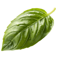 Fresh Green Basil Leaf with Water Droplets , Culinary Herb, Healthy Eating, Ingredient, Aromatic, Single Leaf Transparent Background png