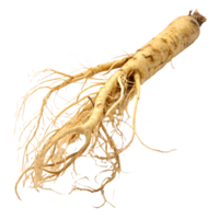 Fresh Ginseng Root Herbal Medicine, Natural Remedy, and Healthy Lifestyle on Transparent Background png