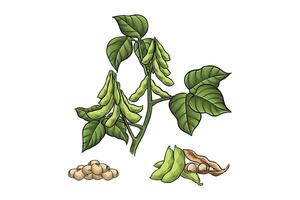 illustration of a set of soybean plants vector