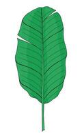 Tropical green banana palm leaf in doodle style. Hand drawn by inks isolated element for design. vector