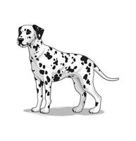 Illustration of a Dalmatian dog vector