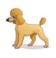 Cartoon poodle dog illustration vector