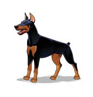 Elegant and Strong Doberman Dog vector