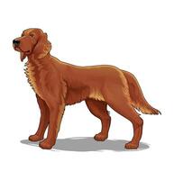Cartoon golden retriever standing tall vector