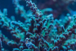 Macro Close Up of Acropora Tenuis SPS Coral Polyps in Marine Reef Underwater Biodiversity Scene photo