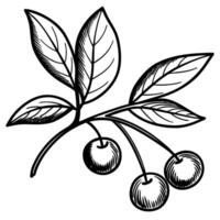 Botanical illustration of cherry branch with three ripe fruits and detailed leaves, vintage plant drawing vector