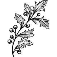 Decorative botanical branch with leaves and berries hand drawn outline plant illustration for design, nature concept vector
