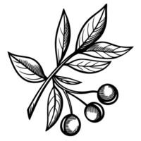 Cherry branch with leaves and three ripe fruits hand drawn botanical illustration, natural organic plant element vector