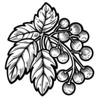 Hand drawn berry branch with detailed leaves and ripe fruit botanical foliage illustration, outline nature sketch vector