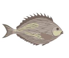 Java rabbitfish swimming. Streaked spinefoot fish. Reef fish. Sea fish isolated on white background vector
