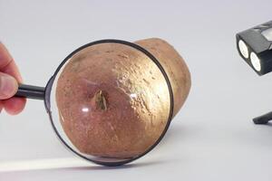 Exploring the texture and details of a sweet potato using a magnifying glass and flashlight photo