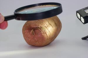Golden potato examined with a magnifying glass and flashlight at a science demonstration for curious minds photo