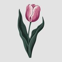 Pink Tulip Flower Illustration, Elegant Floral Clipart vector
