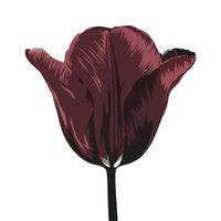 Dark Maroon Tulip Flower Illustration, Realistic Single Tulip Illustration vector