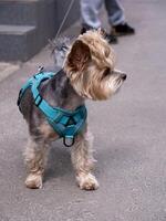 Yorkshire Terrier with blue collar looking away, full length photo
