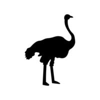 Ostrich silhouette on white background vector