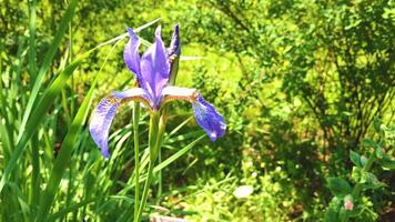 This closeup captures a delicate purple iris with distinctive yellow and brown veins on its petals, towering on a thin green stem amidst luscious green grass and blurred foliage in the background. video