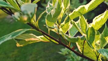 This close-up frame captures the variegated leaves of an ornamental shrub, probably white-bordered turf, with green centers and light, almost white edges, illuminated by warm sunlight. video
