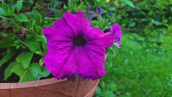 This close-up frame captures a bright purple petunia with a deep dark center, located in a wooden planter, which gives the composition a homely and cozy look. video