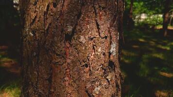 This close-up captures the textured bark of a pine tree, showing deep furrows, cracks, and reddish-brown hues accentuated by natural light. video