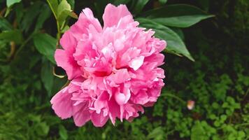 This close-up frame captures a bright pink peony with lush, layered petals that create a textured and voluminous look. video