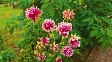 This frame shows unusual aquilegia flowers with double pink-green inflorescences, creating a unique and bright accent against a background of luscious green foliage. video